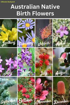 the australian native birth flowers are shown in many different colors and sizes, including pinks,