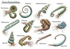 an image of many different types of worms