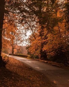 an empty road surrounded by trees in the fall