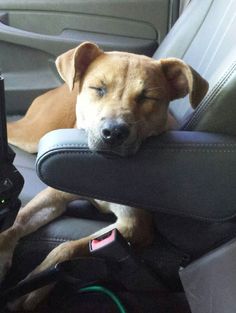 a dog is sleeping in the back seat of a car with its head resting on an arm rest