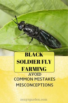 BSF farming, common mistakes & misconceptions Soldier Fly Farming, Black Soldier Fly Farming, Avocado Egg Recipes, Homesteading Tips, Bearded Dragon Care