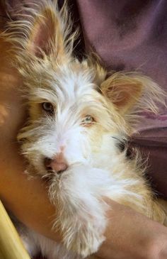 a person holding a small white dog in their lap and petting it's face