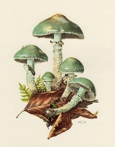 an image of a group of mushrooms on the ground with leaves and plants around them