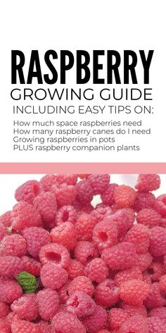 raspberry growing guide including easy tips on how to grow raspberries