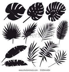 black and white silhouettes of tropical leaves on a white background stock photo shutterstocker