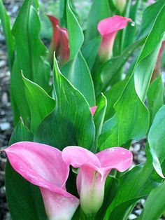 pink flowers blooming in the middle of some green leaves and gravel on the ground