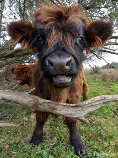 a brown and black cow standing next to a tree