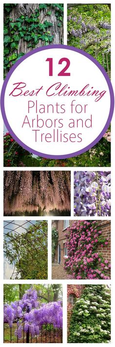 the 12 best plants for arbors and trellises in your yard or garden