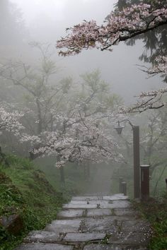 a stone path leading through the woods with pink flowers on trees in the foggy weather