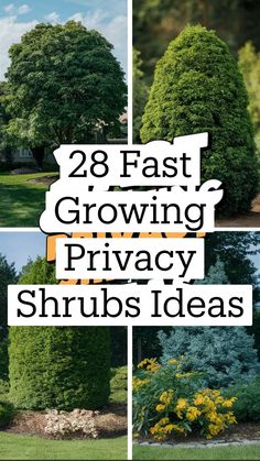 several different types of trees and shrubs with the words, 28 fast growing privacy shrubs ideas