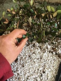 a person is picking up some leaves from a plant in a pot on the ground