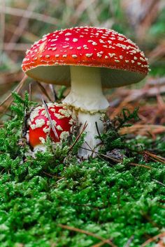 a red and white mushroom sitting on top of a green patch of grass in the woods