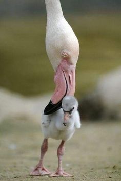 a white bird with a pink beak standing on its hind legs