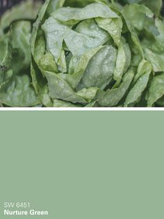 lettuce with green leaves and water drops on it