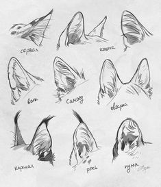 a drawing of different types of dogs'heads