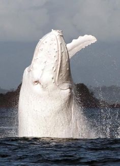 a large white whale jumping out of the water