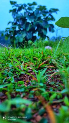 a small green plant sitting on top of a lush green grass covered field with trees in the background