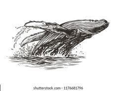 a drawing of a whale jumping out of the water