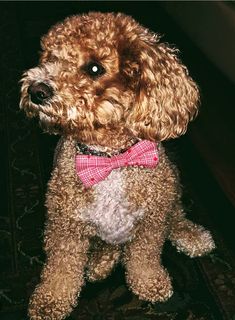 a brown dog wearing a red bow tie