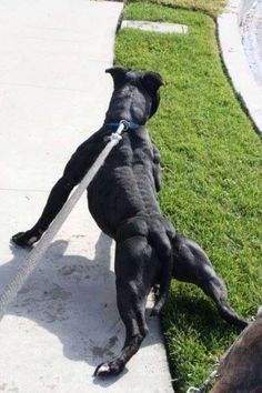 a black dog standing on it's hind legs with its paw in the air