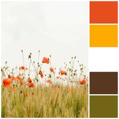 a field with red poppies in the foreground and an orange pantone color scheme