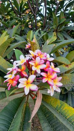 pink and yellow flowers growing on the side of a green leafy tree in front of some trees