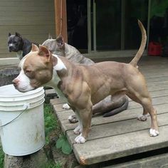 two dogs are standing on the porch and one is drinking water from a pail