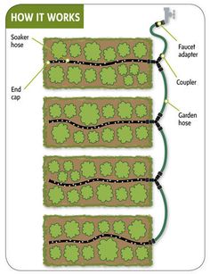 a diagram showing the different types of plants and how they are used to grow them