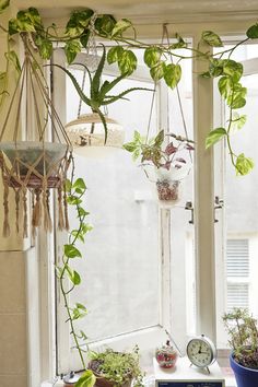 some plants hanging from the side of a window