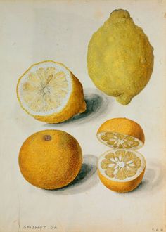 two lemons and one orange on a white background