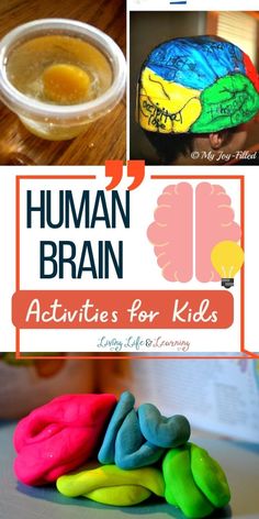 Human Brain Activities for Kids Anatomy Activities For Kids, Brain Activities For Kids, The Brain For Kids, Anatomy Activities, Human Body Lesson, Halloween Science Activities, Human Body Worksheets, Brain Neurons, Brain Models