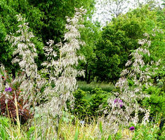 Mauritania Vine Reed Rope Grass Ampelodesmos Mauritanicus Seeds Green House In Winter, House In Winter, Monkey Grass, Liriope Muscari, Perennial Grasses, Fountain Grass, Annual Flowers, Late Spring, Grass Seed