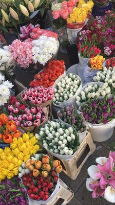 many different types of flowers are on display