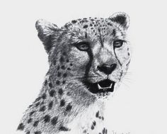 a black and white drawing of a cheetah