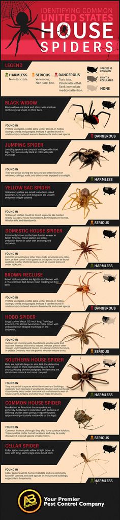 the house spider's poster is shown in black and white, with red accents