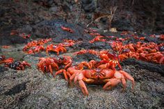 a large group of red crabs on the rocks