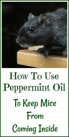 the cover of how to use peppermint oil to keep mice from coming inside