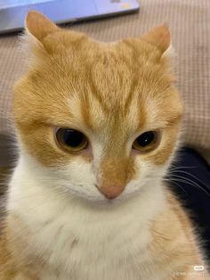 an orange and white cat sitting on top of a couch next to a laptop computer