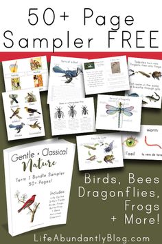 the 50 + page sample book for children's insect identification