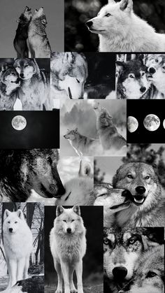 black and white collage of wolf images