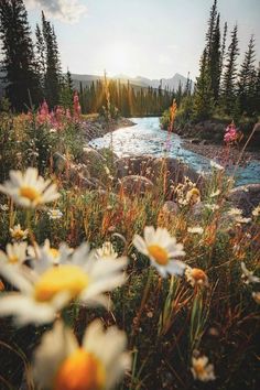 wildflowers in the foreground with a river and mountains in the background