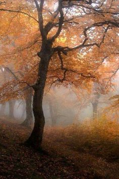 trees in the fog with yellow leaves on them