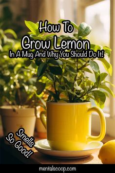 a yellow coffee cup sitting on top of a wooden table next to a potted plant