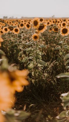 a field full of sunflowers with the sky in the background