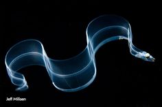 a long exposure photo of a blue wave on black background with text that reads, jeff miller