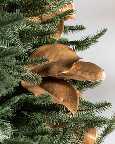 a close up of a pine tree with some gold leaves on it's branches