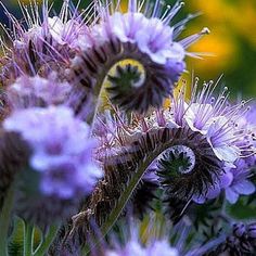 some very pretty purple flowers in a field