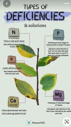 the different types of plants and their names are shown in this poster, which shows what they