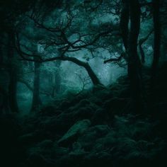 a dark forest filled with lots of trees and mossy rocks under a cloudy sky