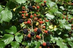 blackberries are growing on the bush with green leaves